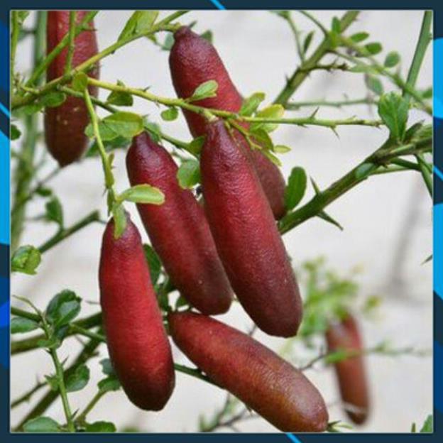 Cây Giống - Cây Giống Chanh Ngón Tay Úc Vị Cực Ngon, Dễ Trồng SAMSON GARDEN