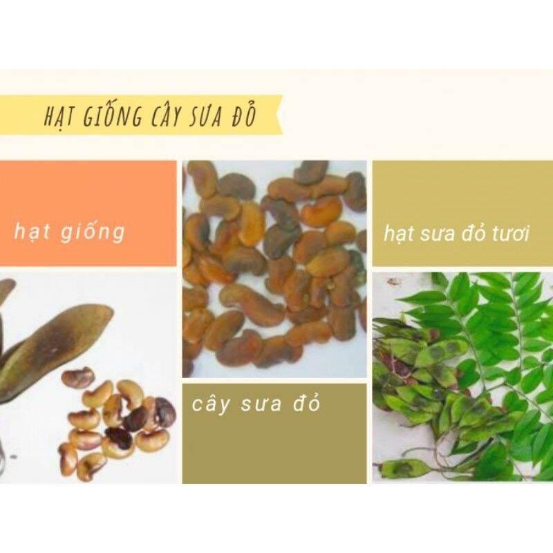 1kg hạt giống gỗ sưa đỏ (nảy mầm cao)