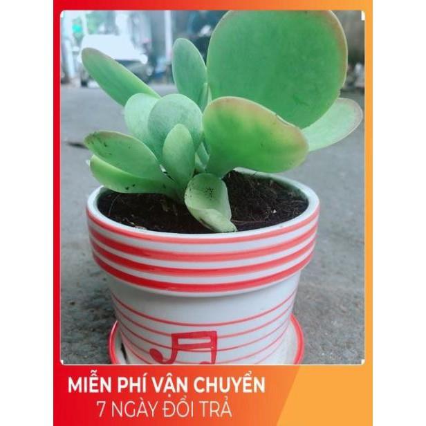 Sen Đá Cánh Bướm