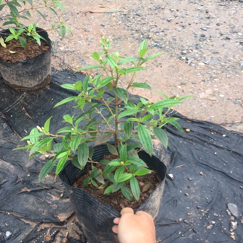 Cây sim tím trồng bịch đen đã có nụ và đang ra hoa