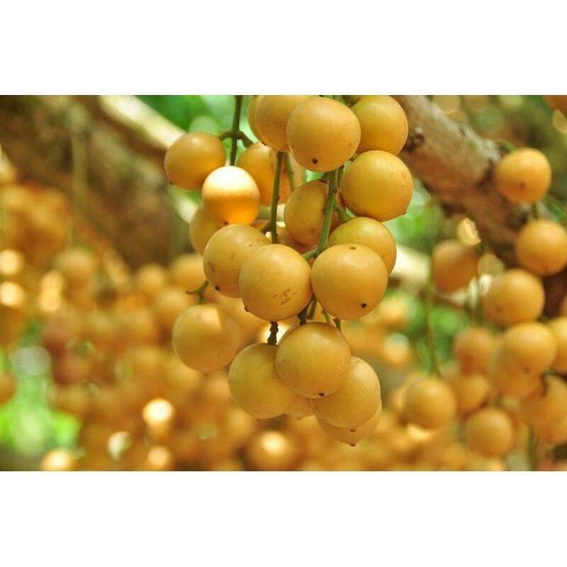 CÂY GIỐNG DÂU DA THÁI TRÁI VÀNG