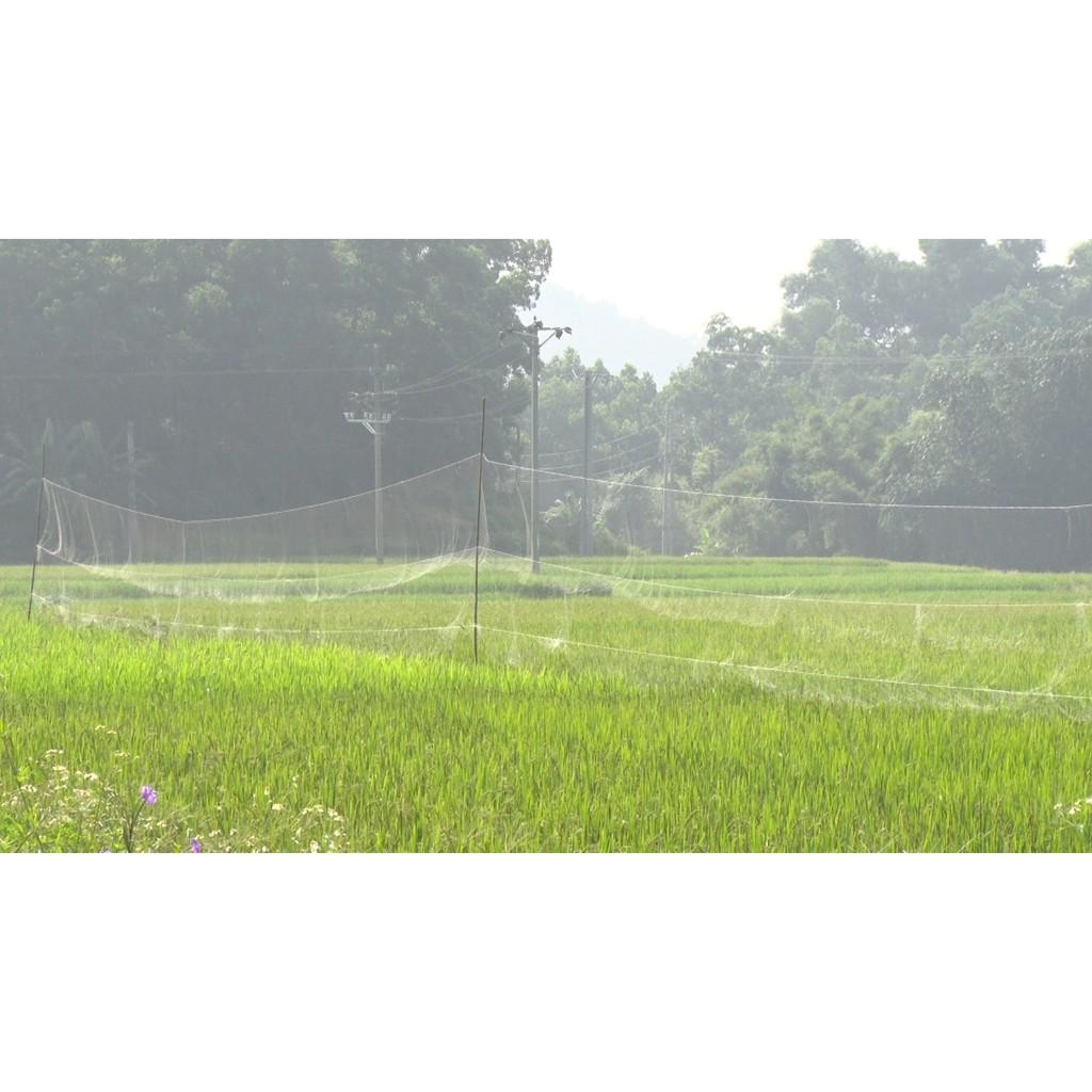 Lưới bẫy chim thái lan loại 1
