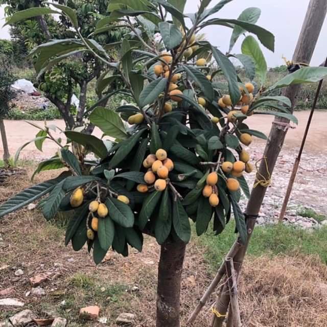 CÂY GIỐNG BIWA GIỐNG MỚI ĐẶC BIỆT
