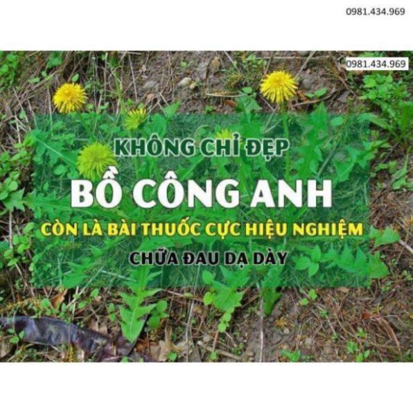 Bồ công anh khô