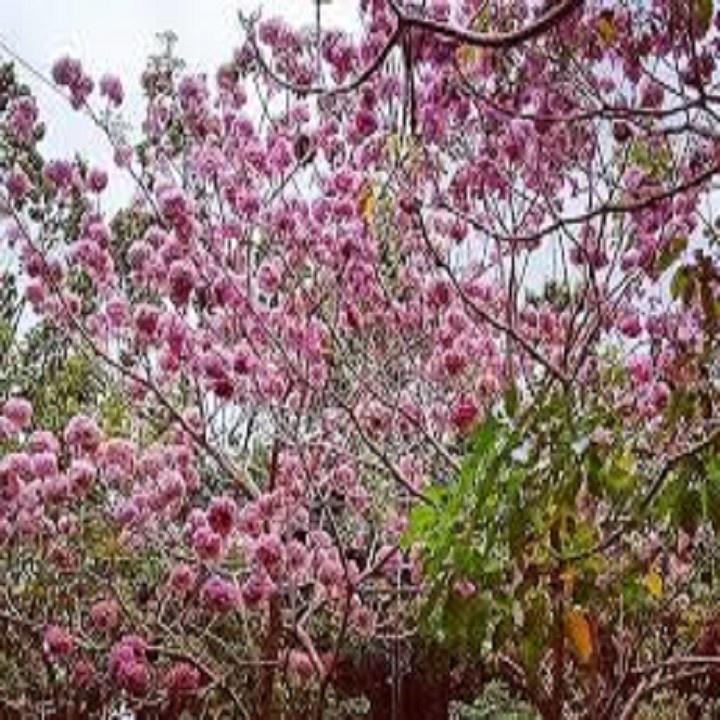 CÂY PHONG LINH TÍM GIỐNG