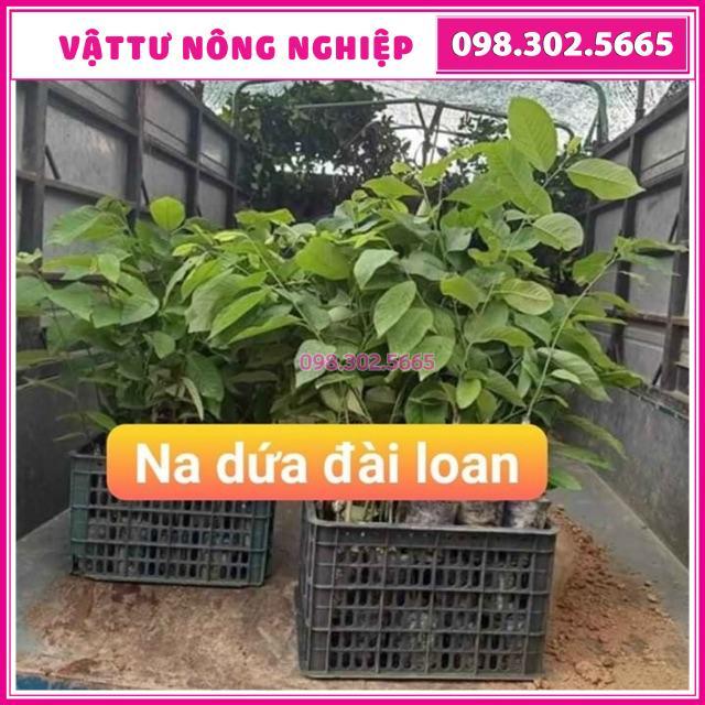 Cây giống na dứa Đài Loan