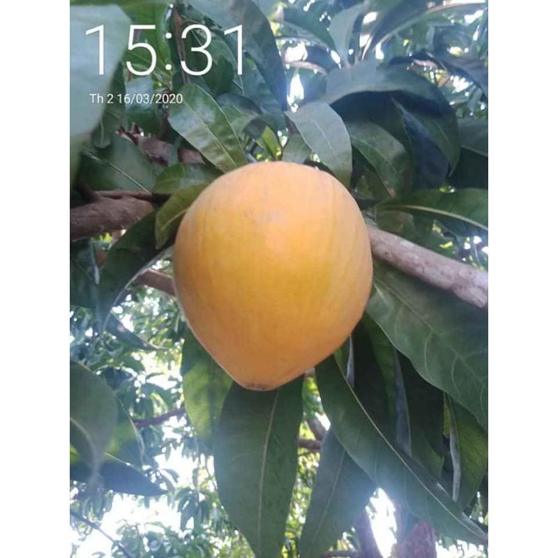 Cây lêkima thái .. 8 tháng cây cho trái