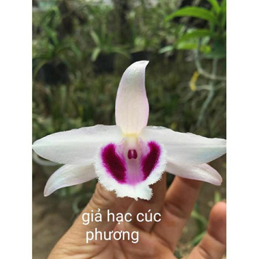 Combo 2 cây giả hạc cúc phương siêu khỏe