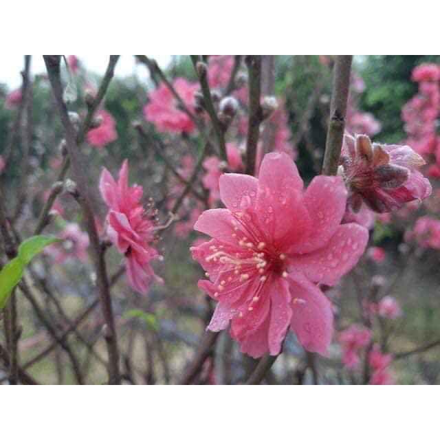 Hoa Đào Giống
