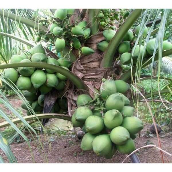 Cây giống dừa xiêm lùn