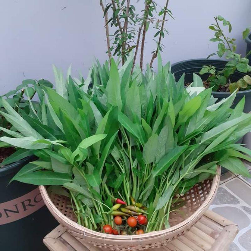 Hạt giống rau muống lá tre Rado 12 gói 50gr