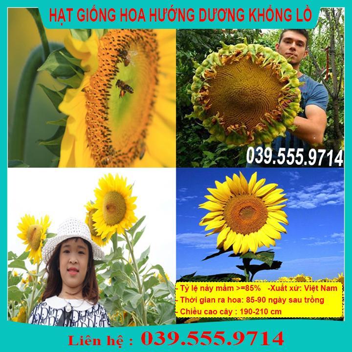 HẠT GIỐNG HƯỚNG DƯƠNG KHỔNG LỒ TỈ LỆ NẢY MẦM CAO