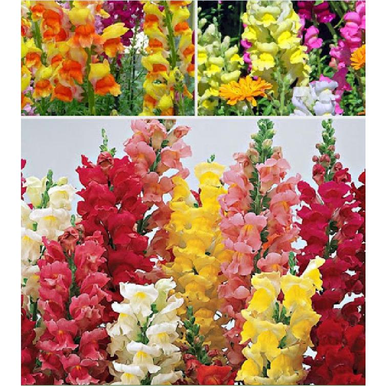 Hạt giống hoa mõm sói mix màu -gói 100 hạt