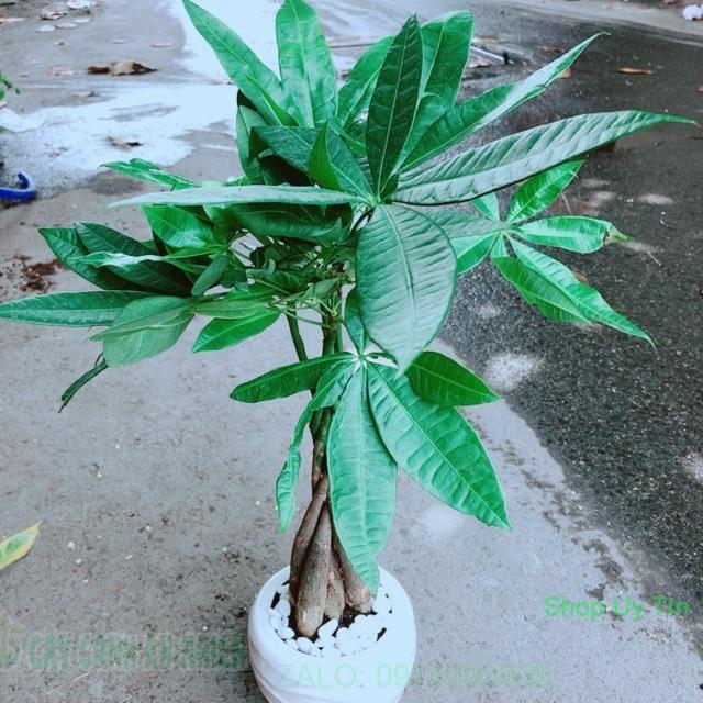 Chậu Kim Ngân 5 Thân Thắt Bính