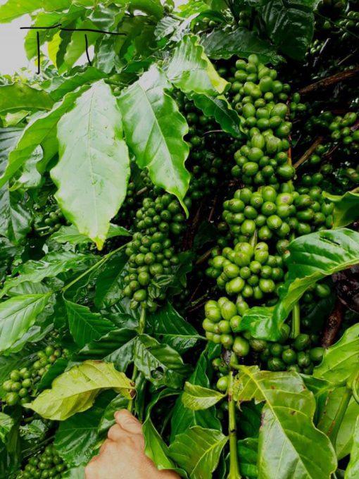 1 KG HẠT GIỐNG CÀ PHÊ THIỆN TRƯỜNG CAO SẢN - TỶ LỆ NẢY MẦM CAO.