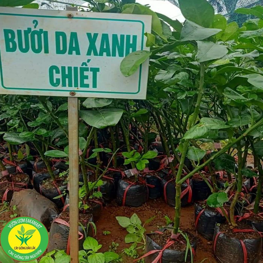 Cây giống bưởi da xanh ghép