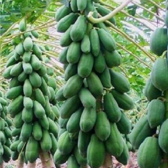 Hạt Giống Đu Đủ lùn ,Siêu Ngọt ,siêu trái,hạt giống chuẩn f1-1 Gói 20 Hạt