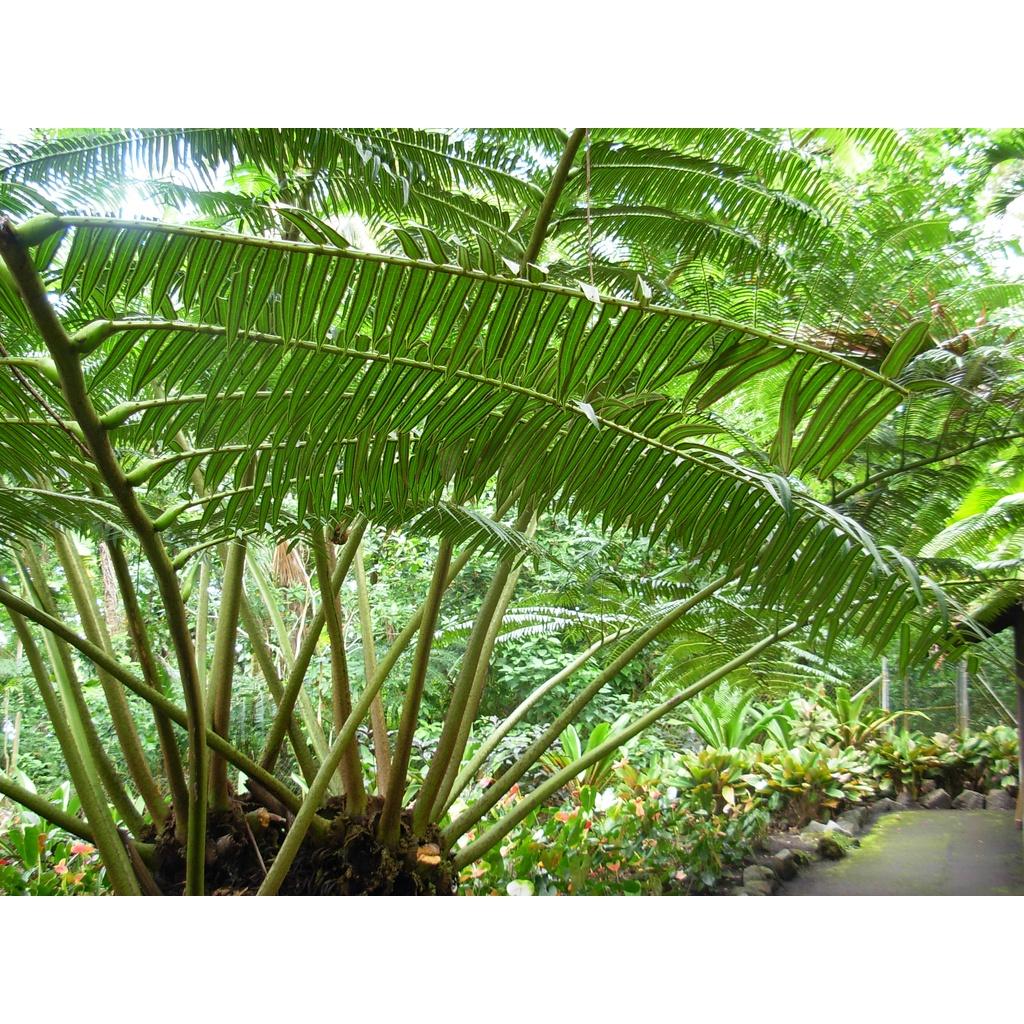 Cây dương xỉ vua làm decor cực đẹp - cây giống