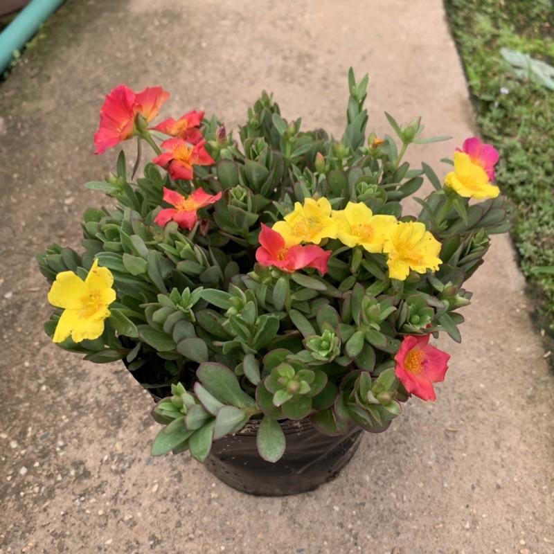 Cây hoa sam thân bò cực xum xuê, cây hoa cảnh rất dễ trồng và phát triển khoẻ mạnh, trồng trang trí sân vườn, bồn cây