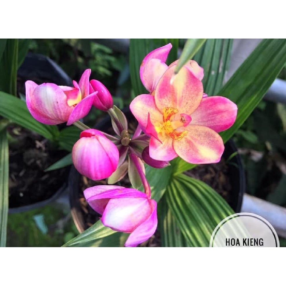 ĐỊA LAN CHU ĐỈNH màu hồng tím - bầu cây giống