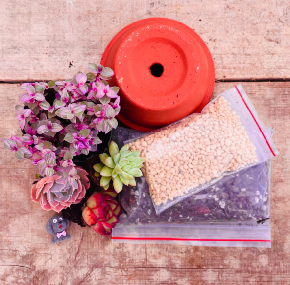 SET SEN ĐÁ MINI ĐÀ LẠT GỒM CHẬU + CHẤT TRỒNG