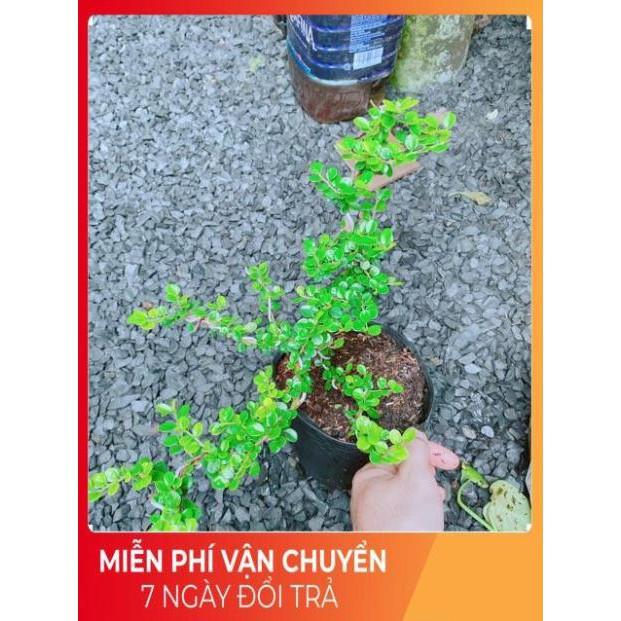 Cây Sam Núi Bonsai