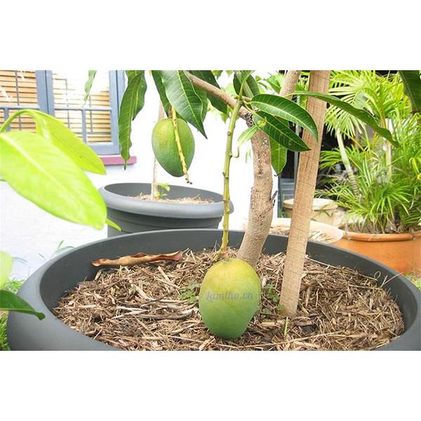 Cây giống Xoài Thanh ca .