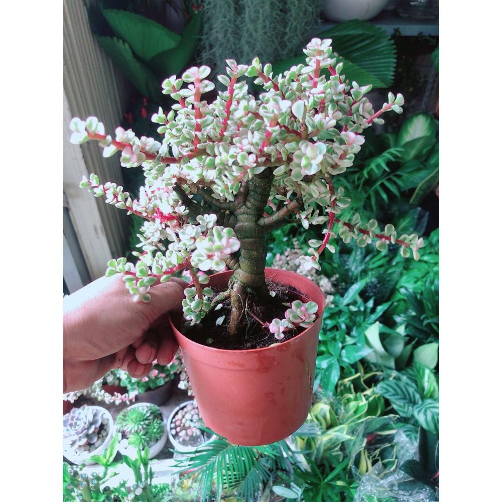Cây Đô La Thân Cổ Thụ