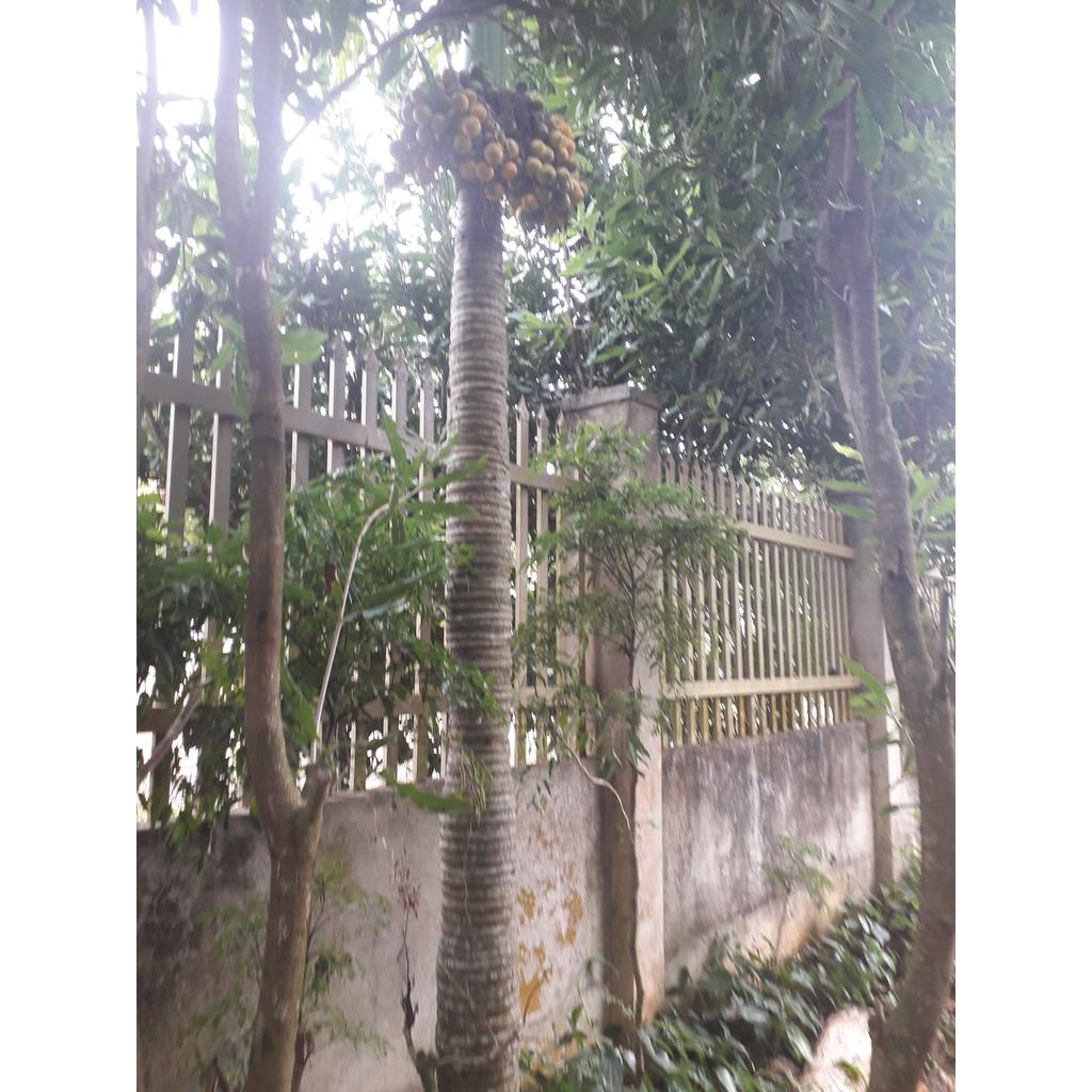 CÂY GIỐNG CAU LAI