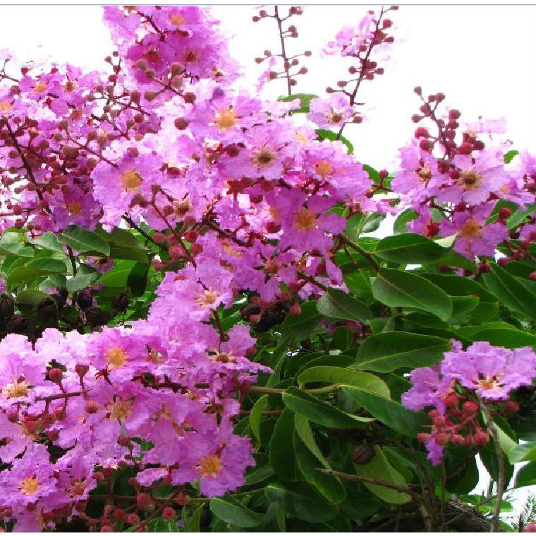 Hạt giống hoa bằng lăng tím ,hạt giống tốt-1 gói 30 hạt