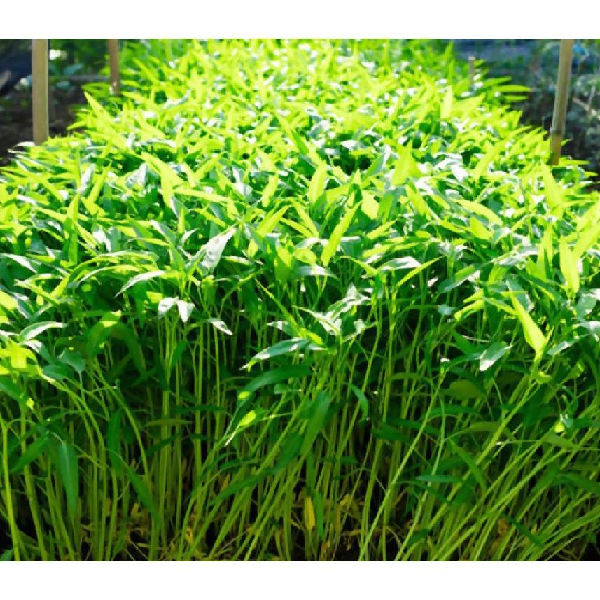 Hạt Giống rau muống lá tre - AgriBamboo 666