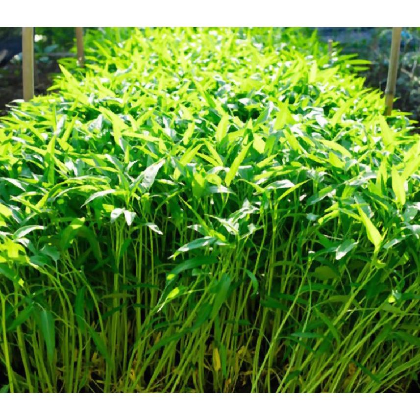 Hạt Giống Rau Muống Cao Sản Lá Tre - 1kg/gói
