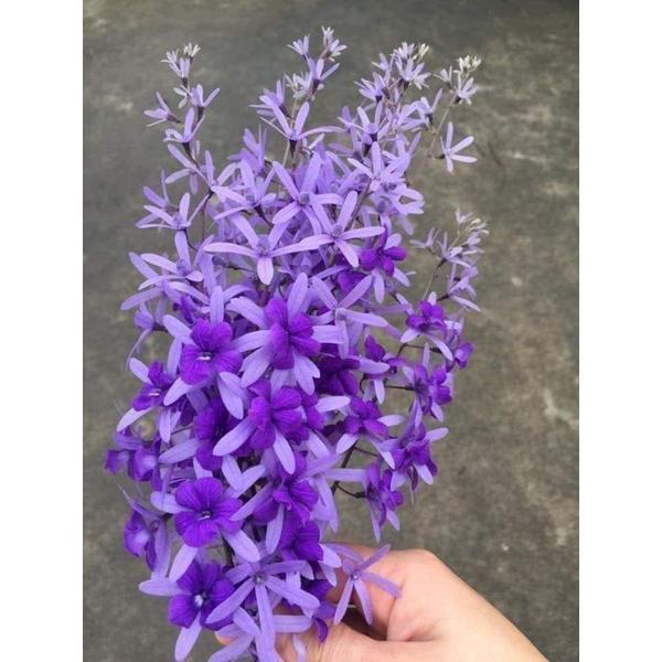 Cây mai xanh Thái