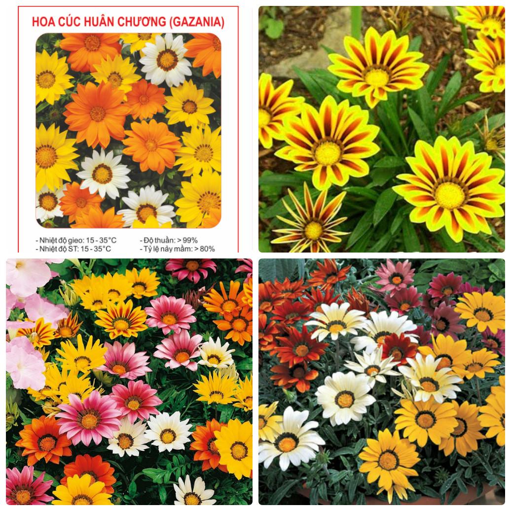 Hạt Giống Hoa Cúc Huân Chương Mix màu