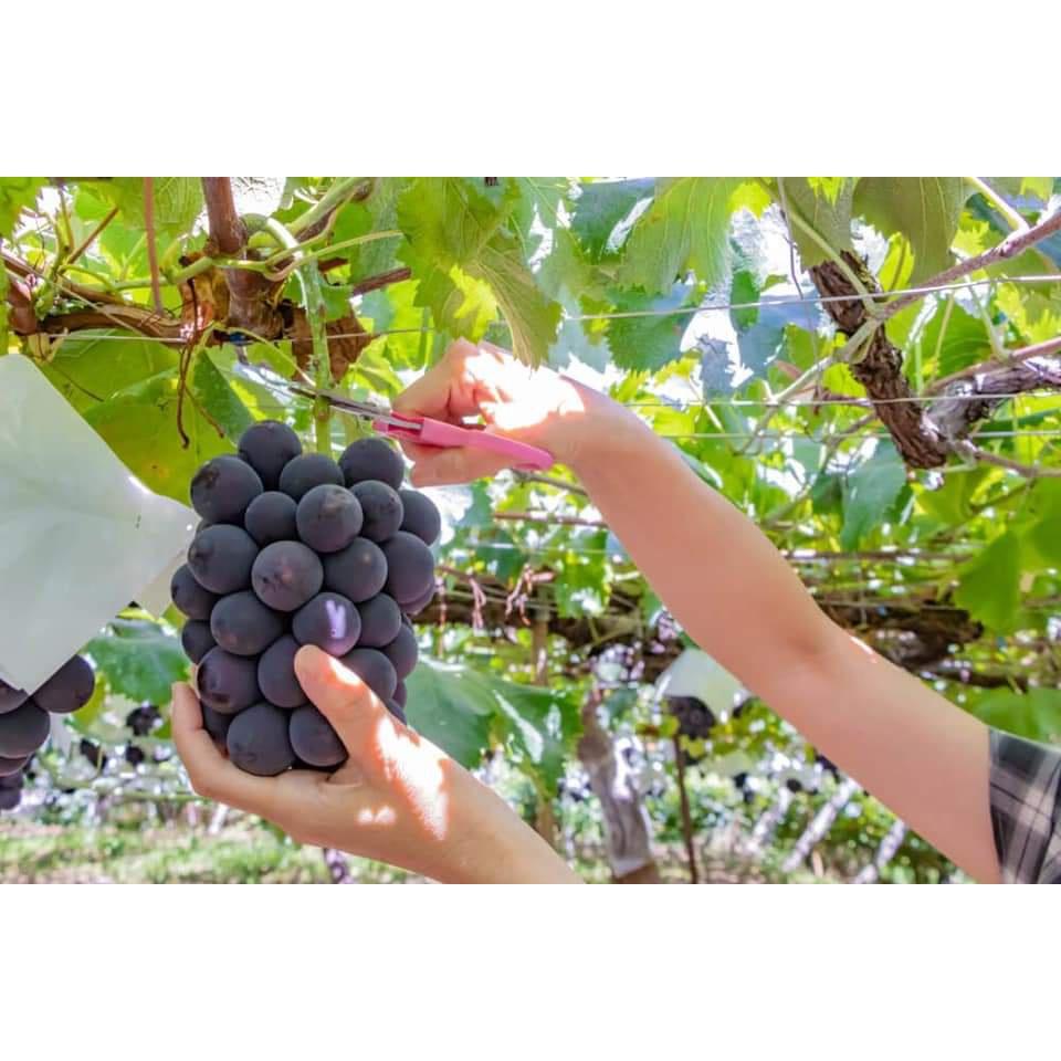 Cây Giống Nho đen Kyoho Nhật Bản