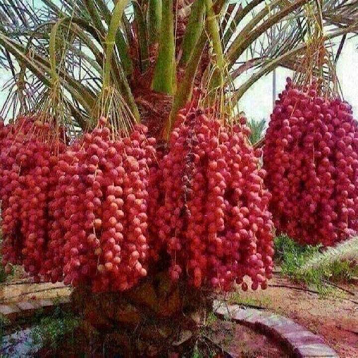 Chà là trung đông nuôi cấy mô - CLCĐ