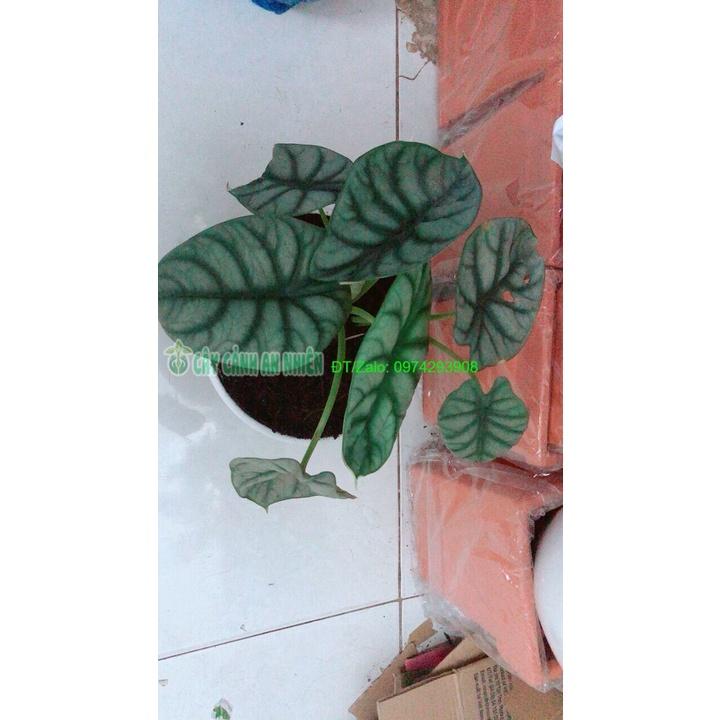 Chậu Môn Rồng Xanh