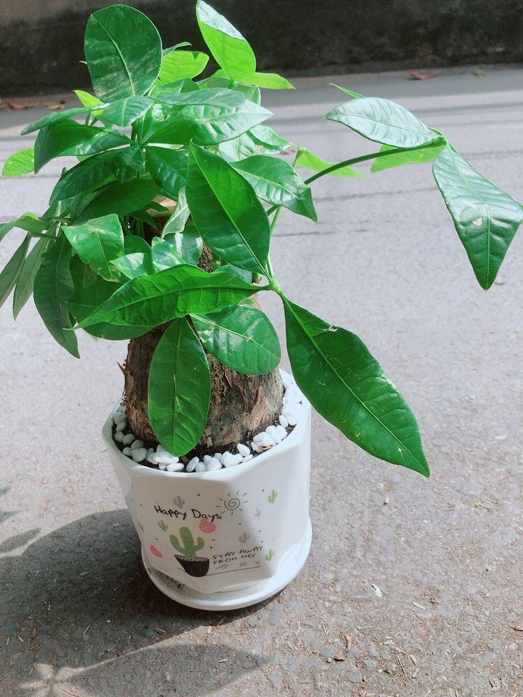 Chậu Cây Kim Ngân