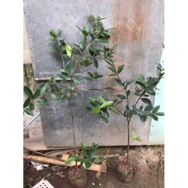 Cherry Brazil Nhiệt Đới Giống Chuẩn F1