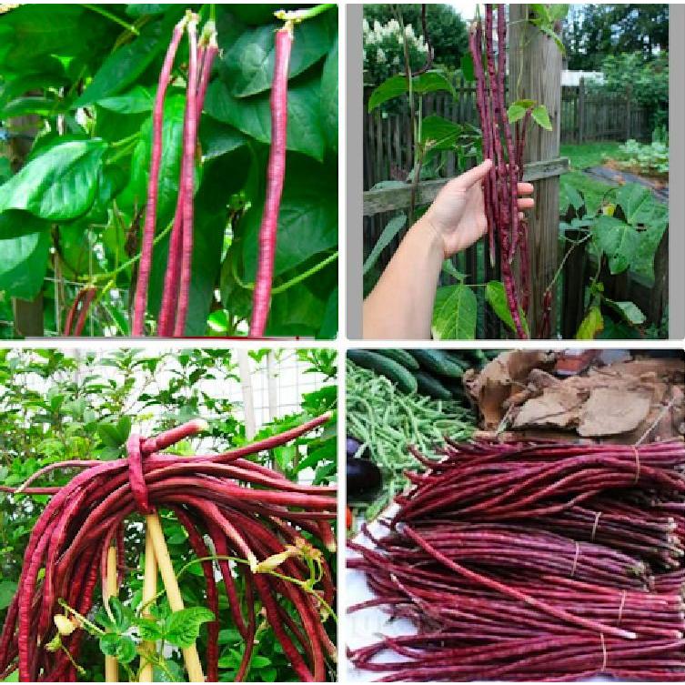 Combo 2 gói hạt giống đậu đũa xanh  và 1 gói tím-tặng kèm gói phân bón lót