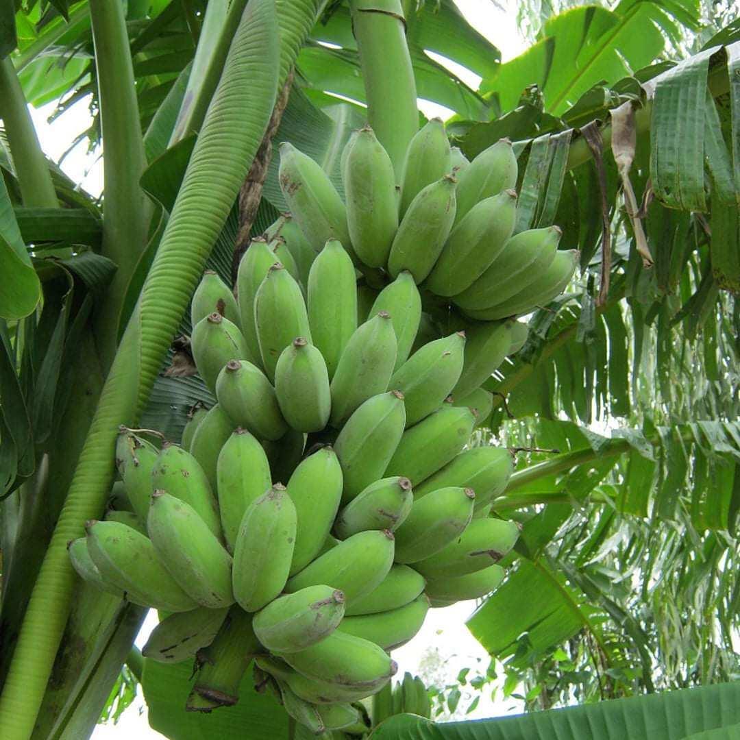 CÂY GIỐNG CHUỐI SÁP NGHỆ MITAS