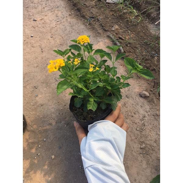 Cây hoa ngũ sắc vàng rủ trồng bịch đen ,thích hợp trồng công trình trang trí sân vườn