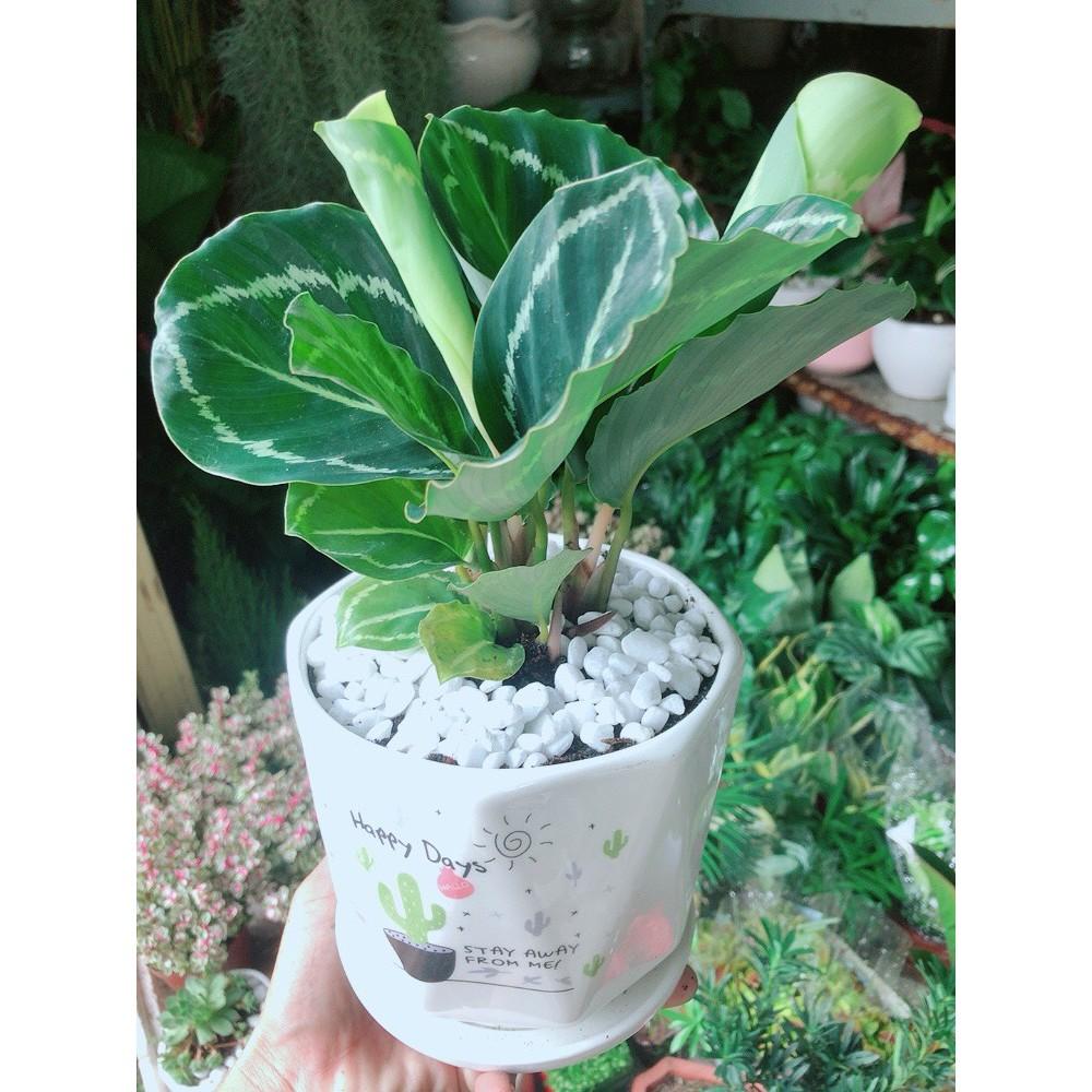 Chậu Đuôi Công Xanh