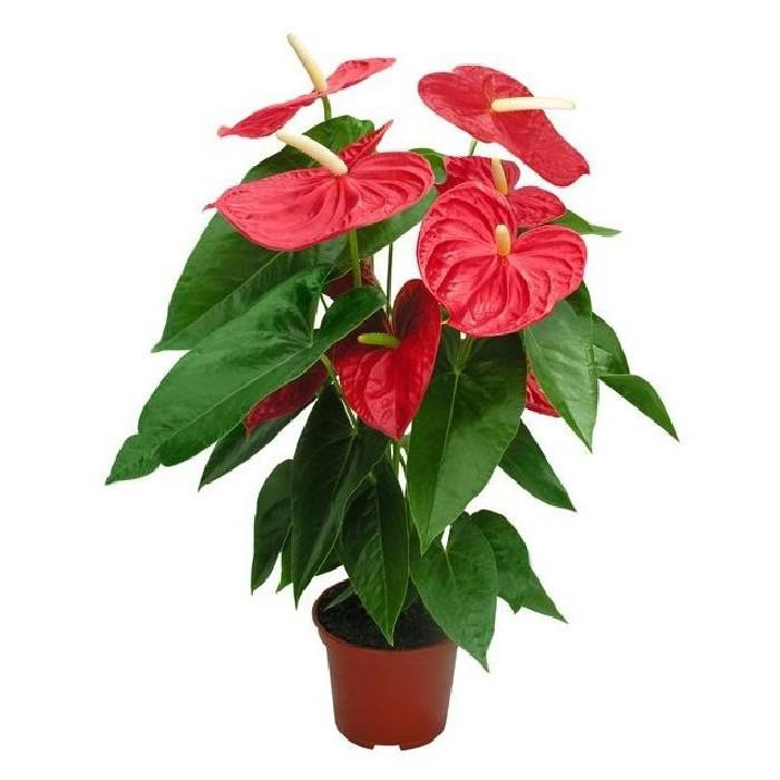 Chậu cây hồng môn màu đỏ, cây phong thủy để bàn cho gia chủ vượng khí , nhiều tài lộc