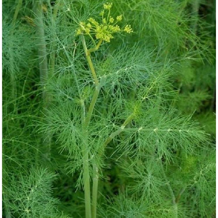 Hạt giống thì là dể trồng f1-gói 20 gram-tặng kèm gói phân bón lót