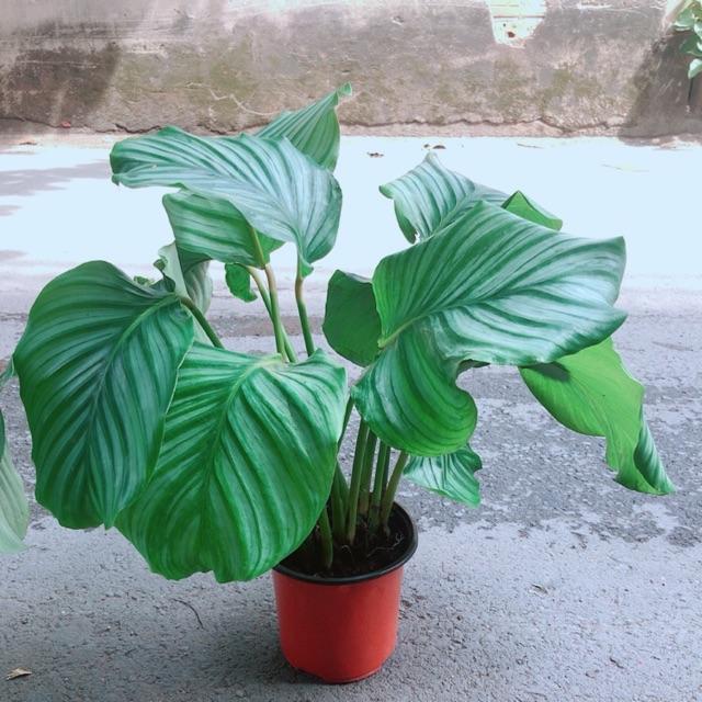 Cây Đuôi Công Táo Xanh