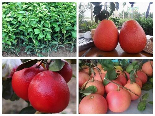 Cây giống bưởi đỏ Luận Văn hay bưởi tiến vua.