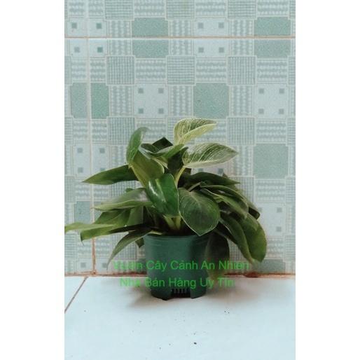 Trầu Bà Hoàng Kim