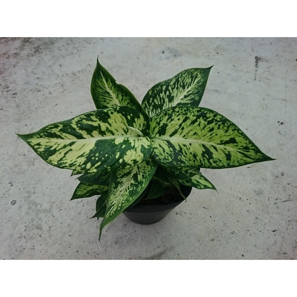 Cây Sao Sáng - cây cảnh để bàn + tặng phân bón cho cây