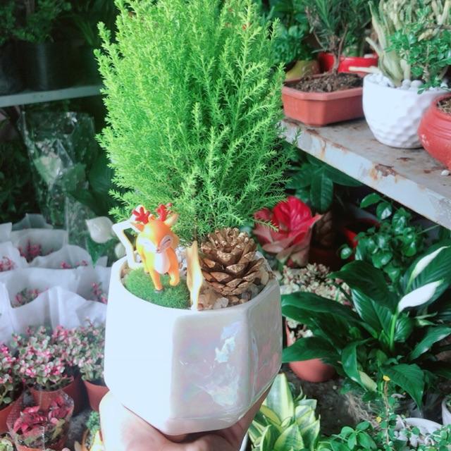 Chậu Cây Tùng Thơm Để Bàn